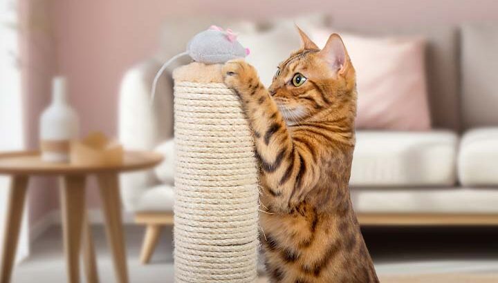 Gato laranja brincando em uma sala de estar.